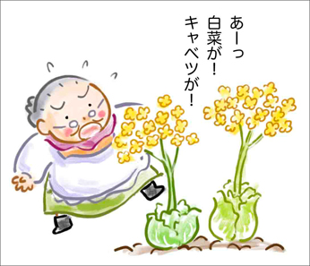 畑に咲く花