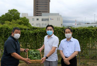 近畿大学にオカワカメを提供、近畿大学奈良病院で入院患者向けの食事に活用