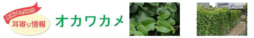 okawakame2.png