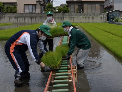 新入職員苗取り .JPG
