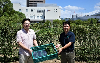 近畿大学へ地元ブルーベリーとオカワカメ提供.jpg